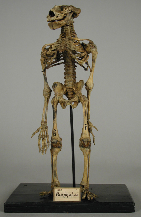 Fejetlen - acephalus